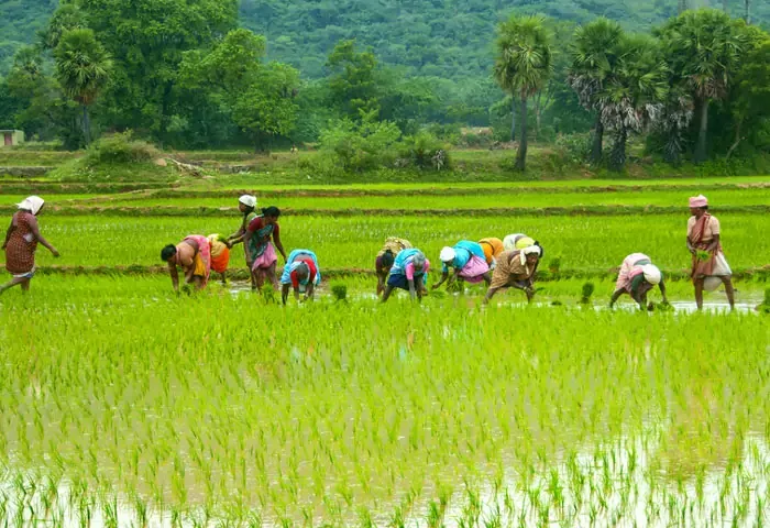 Malayalam, National, Farmers, Government, Insurance, Cultivation, Top 5 Central Government Schemes for farmers in India.