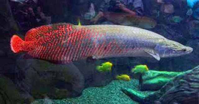 Dunia Ikan Hias - IKAN ARAPAIMA