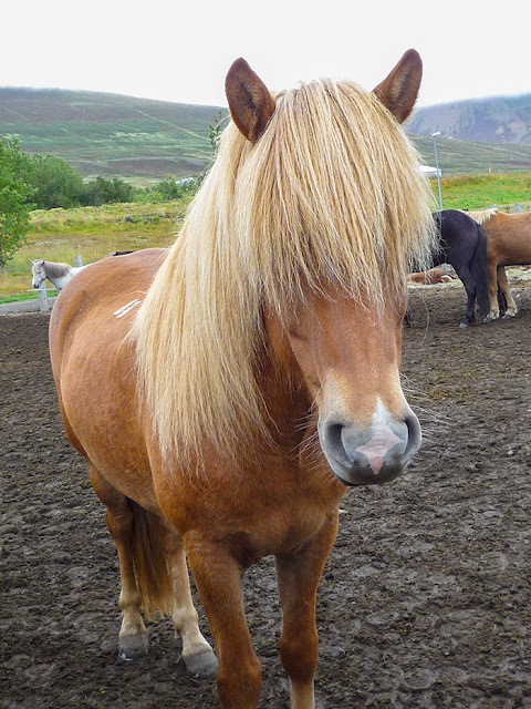 Islandzki koń - Kartki z podróży