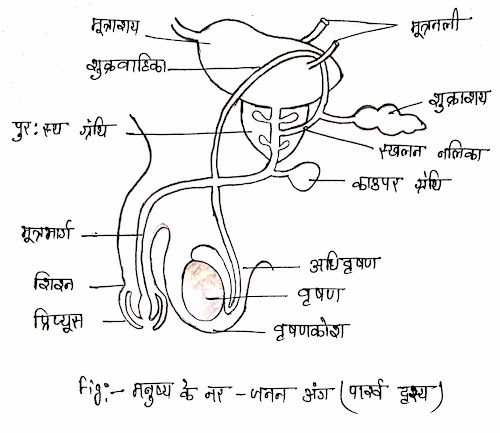 testes-mada-janan-male-organs-kya-hai-in-hindi-biology-class10