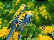 Beautiful Birds HD Wallpapers (hd birds wallpaper )