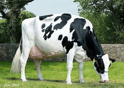 keunggulan Sapi FH Friesian Holstein (FH)