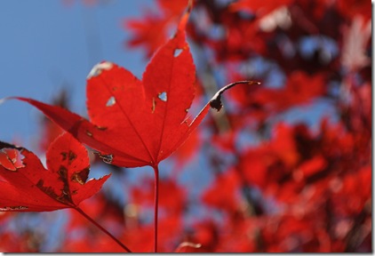 Red Maple
