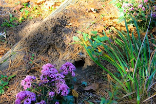 photo of signs of a garden visitor