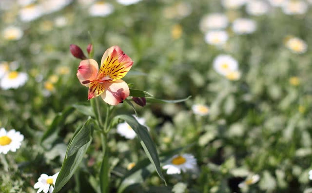 Peruvian Lily Flowers Pictures