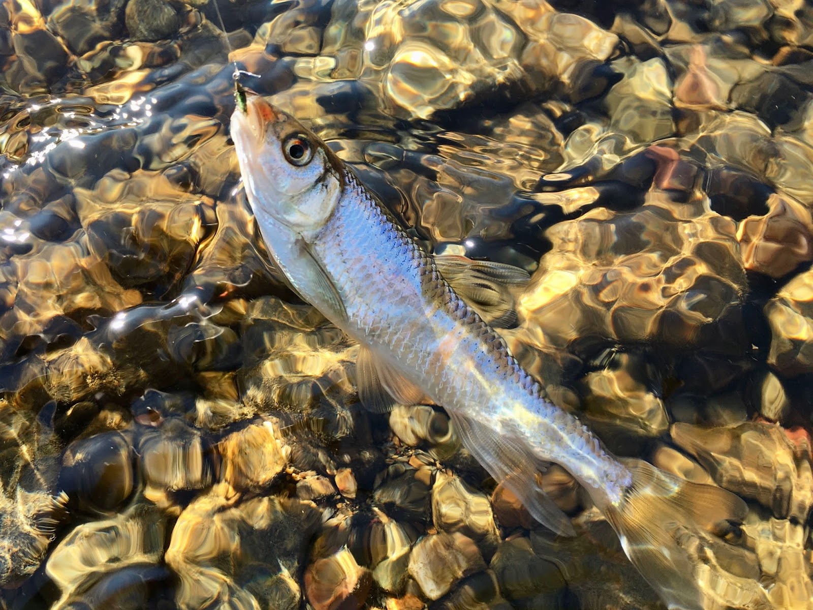 小畔川のオイカワは まだまだ釣れます 良型は イワシ テンカラと名栗川の釣り 里川専門のテンカラ釣り Tenkaratrain