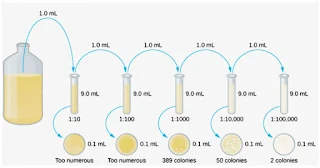 Serial dilution in Widal Test