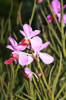 Singapore orchid garden. Сингапур, сад орхидей