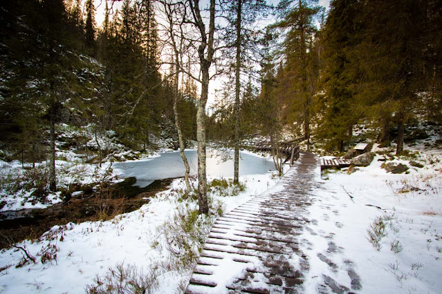 Parco nazionale Pyhä-Luosto