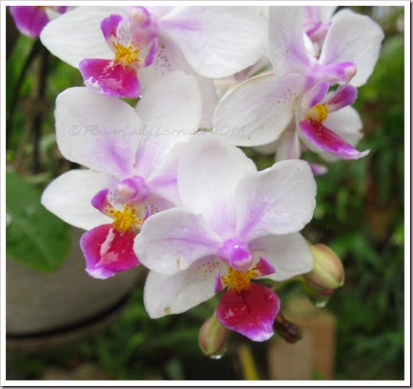 03-18-unkn-orchid3 03-18-unkn-orchid3