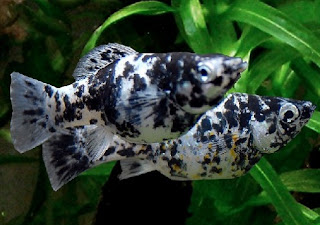 cara budidaya ikan hias black molly di aquarium