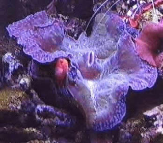 giant clam