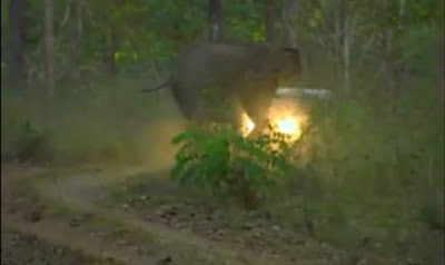 Angry wild elephant charges towards the jeep in kerala, India-www.curiousphotos.blogspot.com