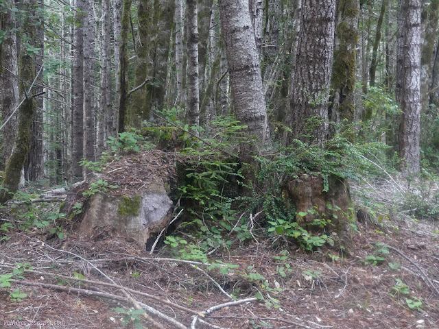 161: rotting stump