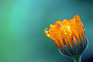 yellow marigold