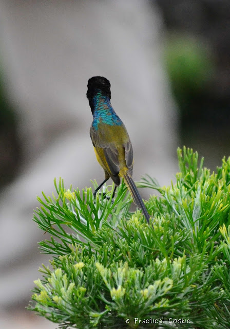 Orange breasted sunbird being inquisitive