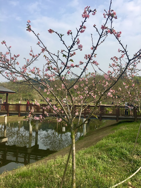 cherry blossom, shanshang, tainan, taiwan