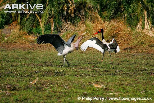interactions between african birds saddle billed stork
