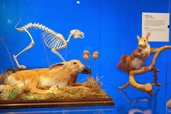 Exposición sobre el Parque del Guadarrama en el Museo Nacional de Ciencias Naturales