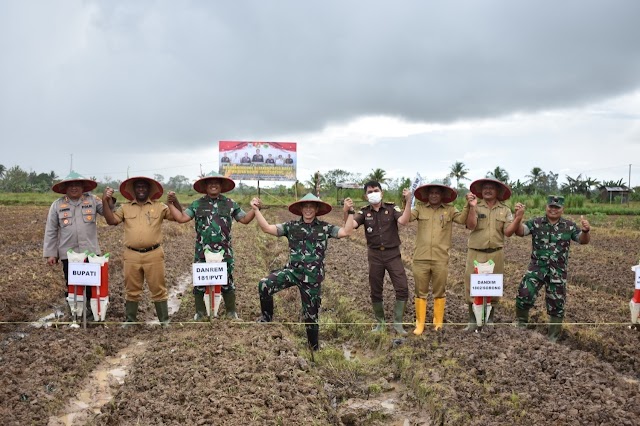 Laksanakan Penanaman Jagung Secara Serentak