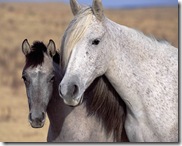 horses(4)