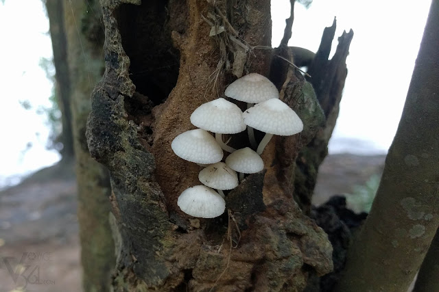 mushrooms at the banks of the river Bhadra