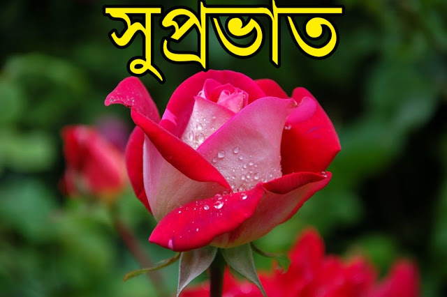 শুভ সকাল শুভেচ্ছা ছবি