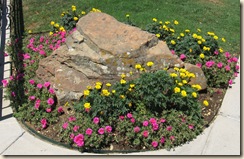 yellow pink flwr rock og