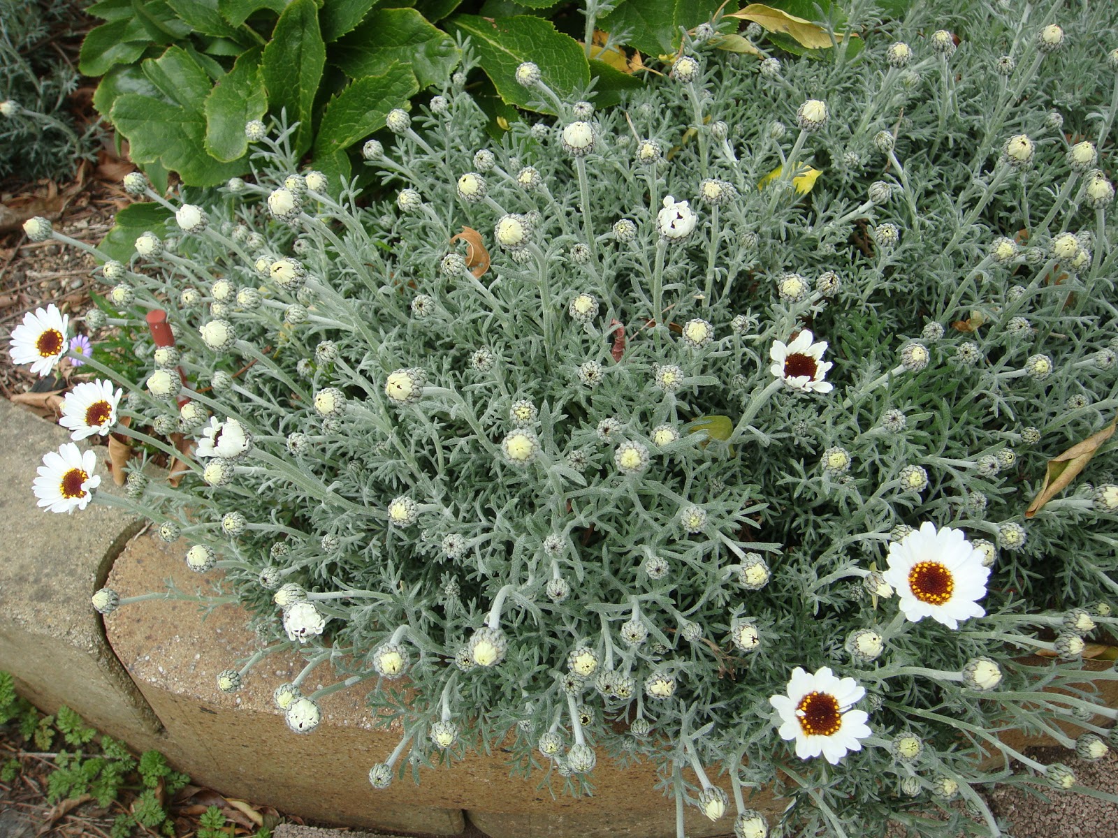 のんたんの庭づくり お花も次々咲き出して