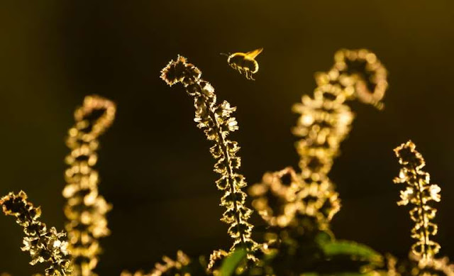 Wild bee decline threatens major US crops: study