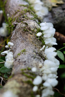 Costa Rica fungus