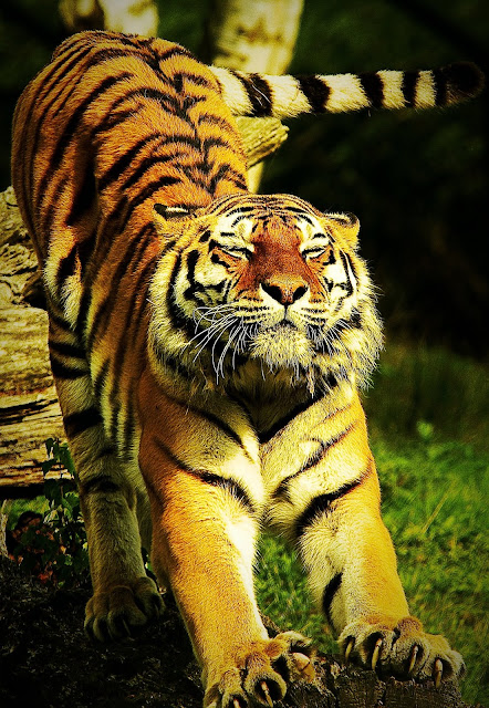 southchina tiger