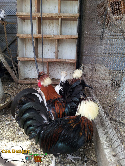 roosters at havas farm