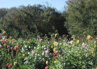 Field of colorful blooming flowers, Pescadero, California