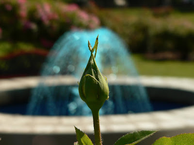 Rose Bud