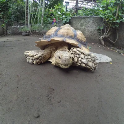 foto hewan langka kebun binatang gembira loka