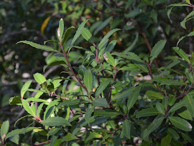 Leñadura (Maytenus magellanicus)