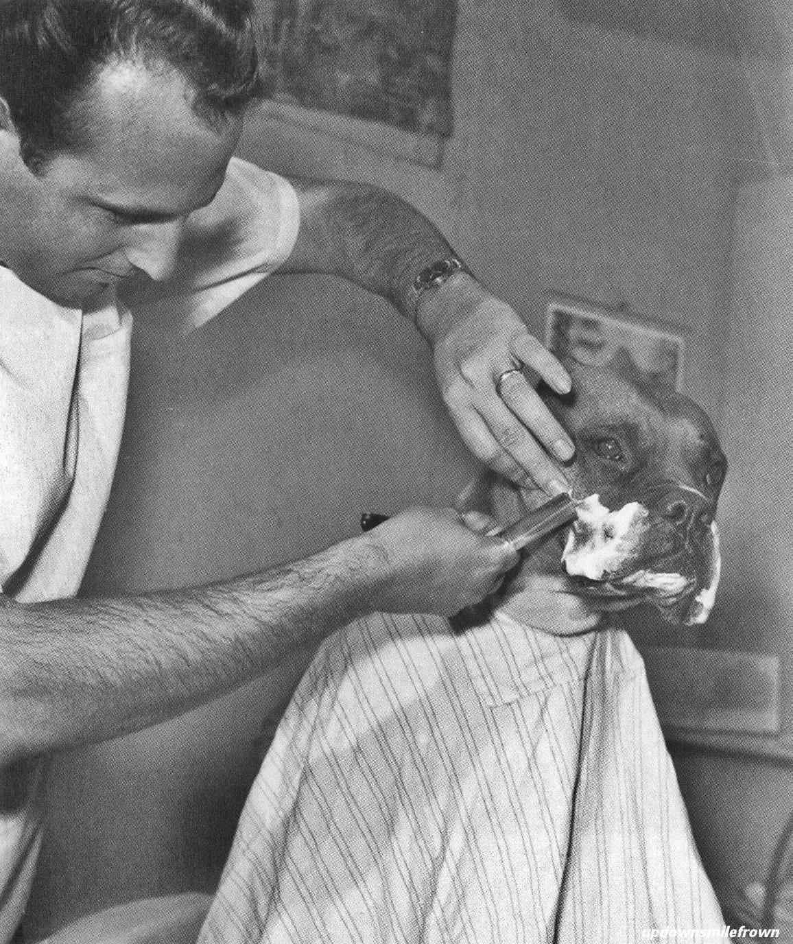 40 Unbelievable Historical Photos - Fritz, a television celebrity bulldog, is shaved by a Californian barber. April, 1961.
