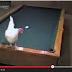 Video: Jugando al billar con los huevos...de una gallina