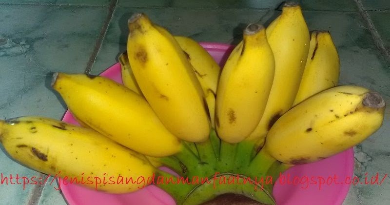  Pisang  Lilin Nama Lain Dan  Penjelasan Lengkapnya Jenis 