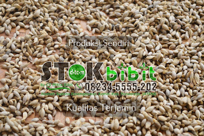 Kemukus                                     cara menanam pohon kemukus