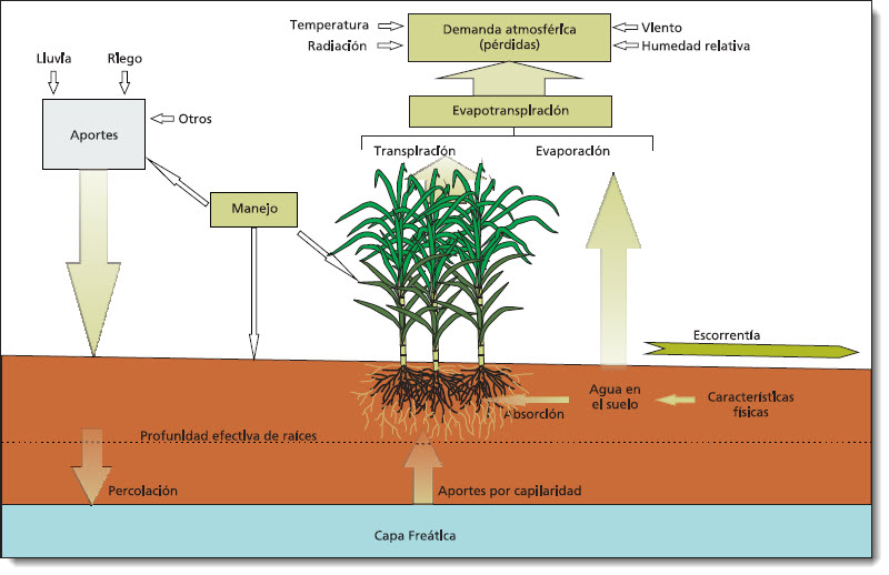 Pérdidas de agua en cultivo de caña de azúcar