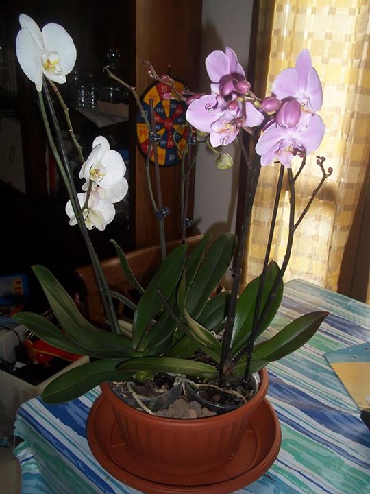 L'orchidea più facile: la phalaenopsis
