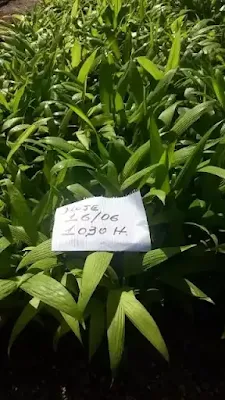 Você pode adquirir a muda de pupunha pelo preço da unidade: R$ 3,50. (três reais e cinquenta centavos)