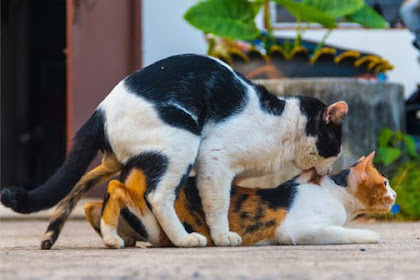 Kode Alam Ketika Kucing Kawin di Depan Rumah