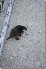 baby Possum 001