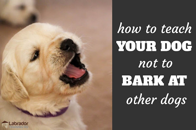 My Dog BARKS at OTHER DOGS - ask me anything - Dog Training Video