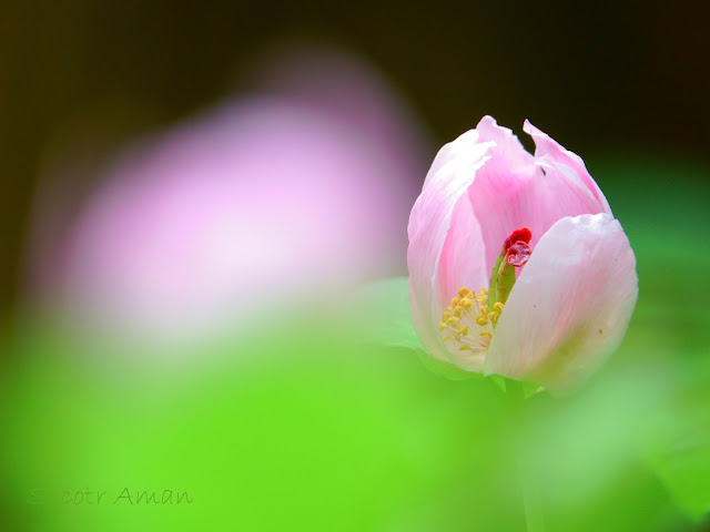 Paeonia obovata