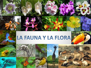 Resultado de imagen para flora y fauna de ecuador