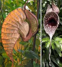 Bunga Pelican (Aristolochia grandiflora)